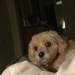 Meet your Posher, Ellen